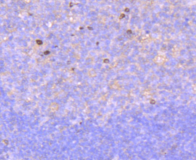 Anti-RAC1/2/3 Antibody (1M237)