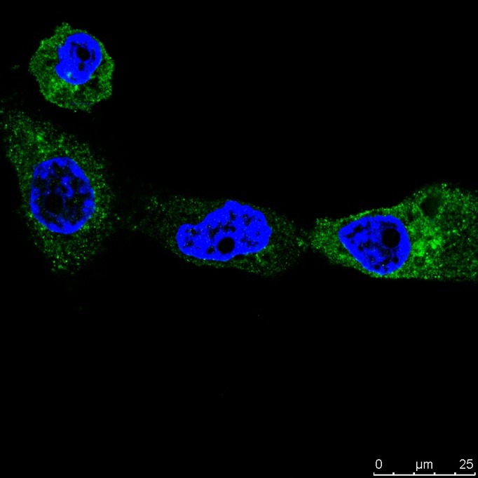 Anti-PIEZO1 Antibody (9P32)