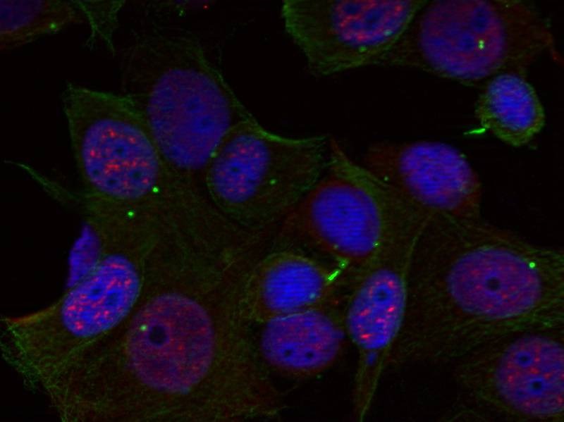 Anti-Phospho-c-Rel (Ser503) Polyclonal Antibody