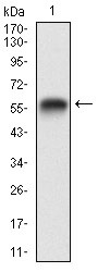 Anti-RAP1GAP Antibody (4C780)