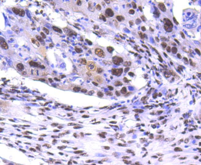Anti-PRP19 Antibody (7U313)