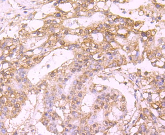 Anti-C Antibody (3X679)