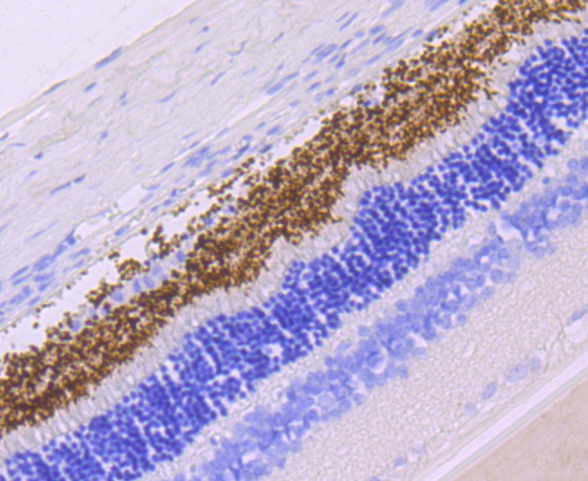 Anti-Rhodopsin Antibody (7S533)