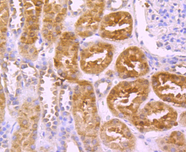 Anti-C Antibody (3X679)