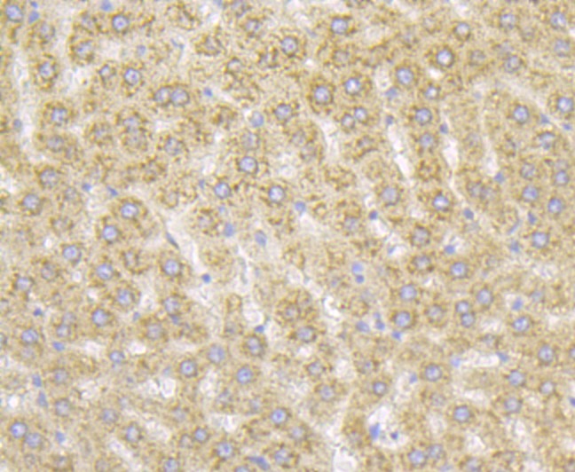 Anti-Rack1 Antibody (8C519)