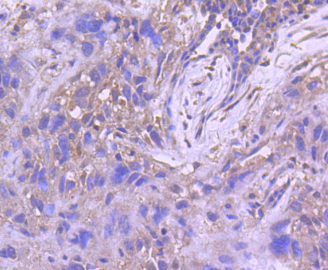 Anti-PTEN Antibody (9S478)