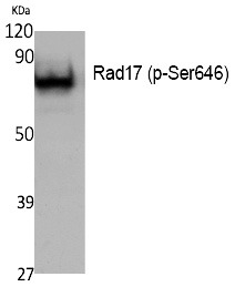 Anti-Phospho-RAD17 (Ser646) Polyclonal Antibody
