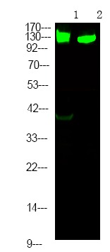 Anti-Phospho-RBL2 (Ser639) Polyclonal Antibody