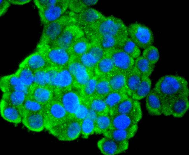 Anti-PTEN Antibody (9S478)