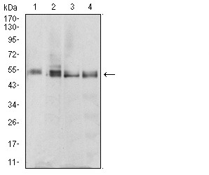 Anti-RF1 Antibody (8B803)