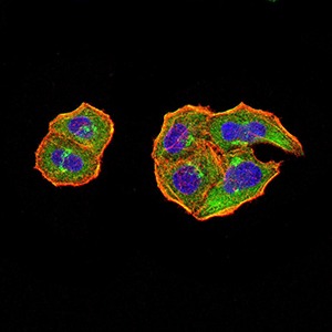 Anti-PTPN14 Antibody (8D656)
