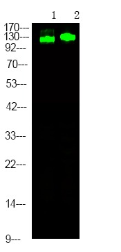 Anti-Phospho-RBL2 (Thr642) Polyclonal Antibody