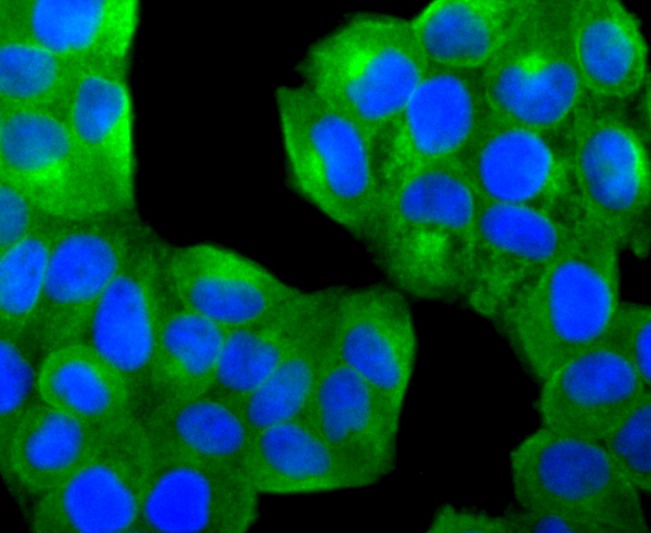 Anti-PTP1B Antibody (4L780)