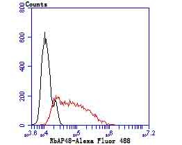 Anti-RBBP4 Antibody (7R532)