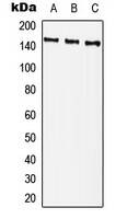 Anti-Phospho-PLCg2 (Tyr759) Polyclonal Antibody