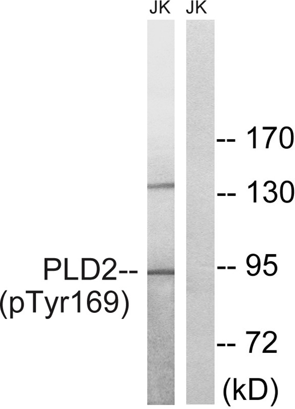Anti-Phospho-PLD2 (Tyr169) Polyclonal Antibody
