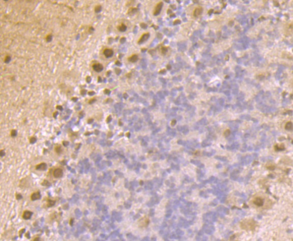 Anti-Proteasome 20S C2 Antibody (1C993)