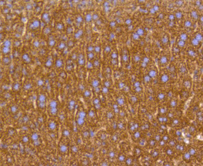 Anti-Prohibitin Antibody (1C561)