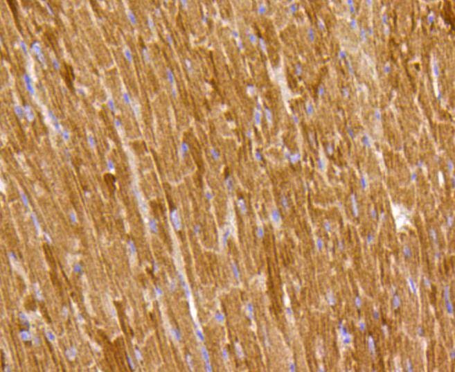 Anti-Prohibitin Antibody (1C561)