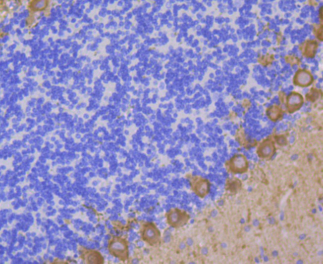 Anti-PKC gamma Antibody (9I127)