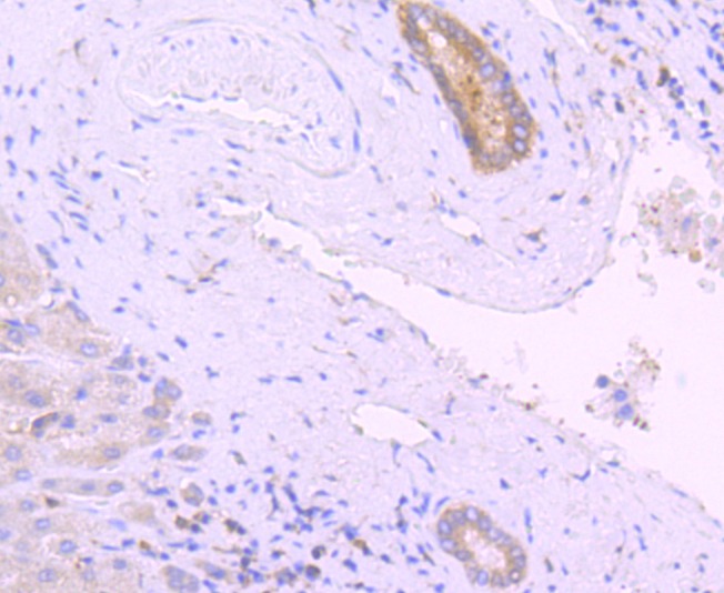Anti-PRKCD Antibody (8E672)