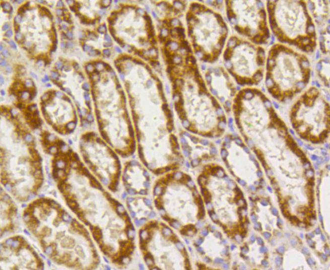Anti-Prohibitin Antibody (1C561)