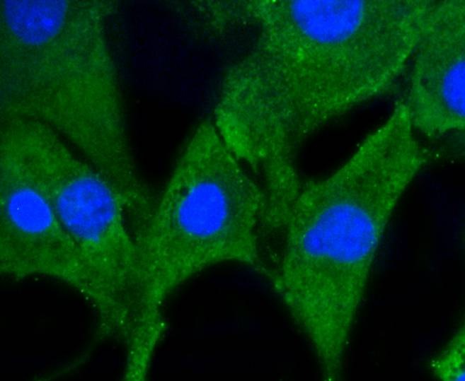 Anti-Prohibitin Antibody (1C561)