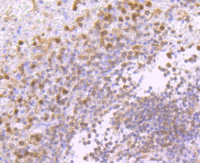 Anti-PRKCD Antibody (8E672)