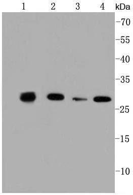 Anti-Prohibitin Antibody (1C561)