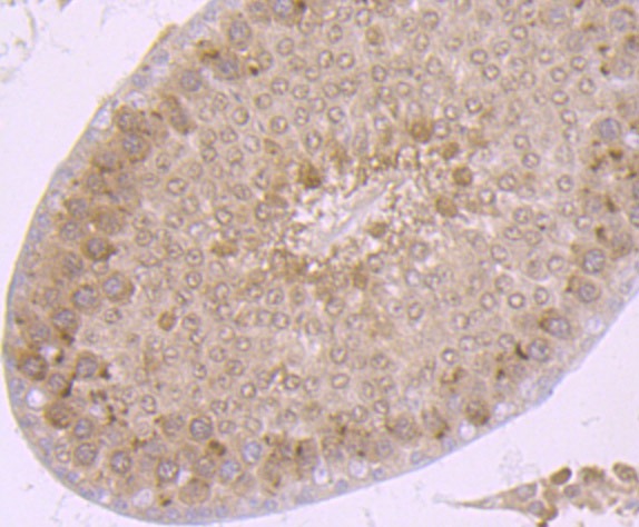 Anti-Proteasome 20S C2 Antibody (1C993)