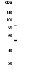 Anti-Phospho-PRAK/MAPKAPK5 (Thr182) Polyclonal Antibody