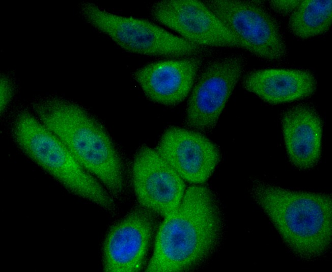 Anti-PIST Antibody (5T628)