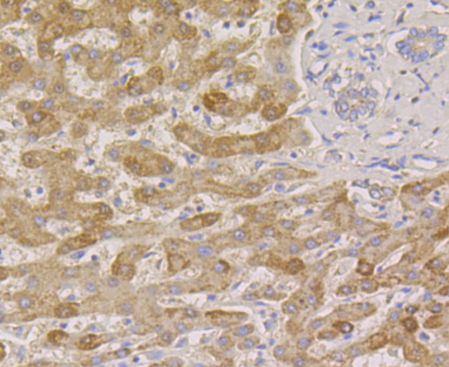 Anti-PIST Antibody (5T628)