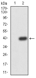 Anti-PRDM4 Antibody (8D792)