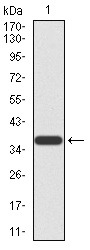 Anti-PRDM5 Antibody (2C105)