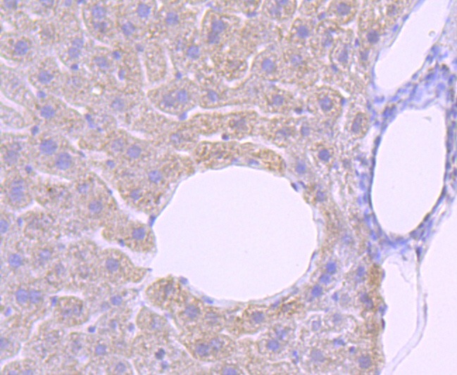 Anti-PRMT1 Antibody (6O126)