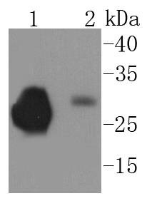 Anti-PRNP/Prion Antibody (2B223)