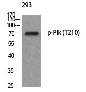 Anti-Phospho-PLK1 (Thr210) Polyclonal Antibody