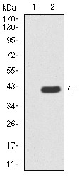 Anti-PRDM5 Antibody (2C105)