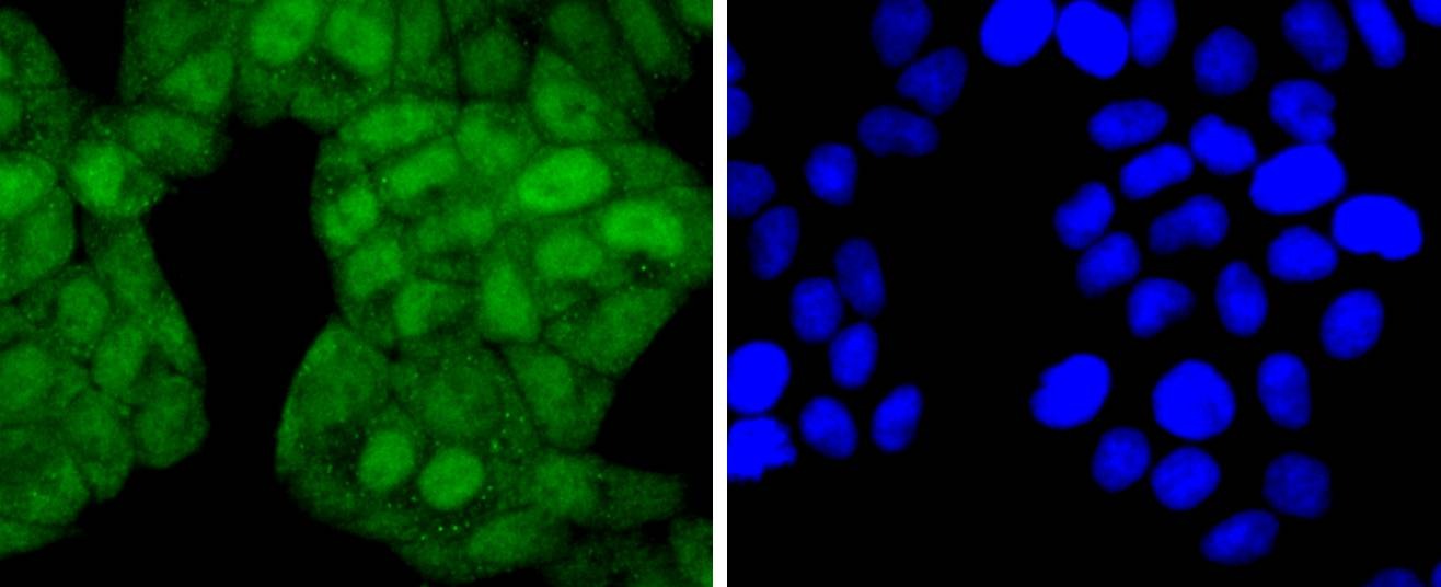Anti-Phospho-JunD (Ser255) Antibody (2L794)