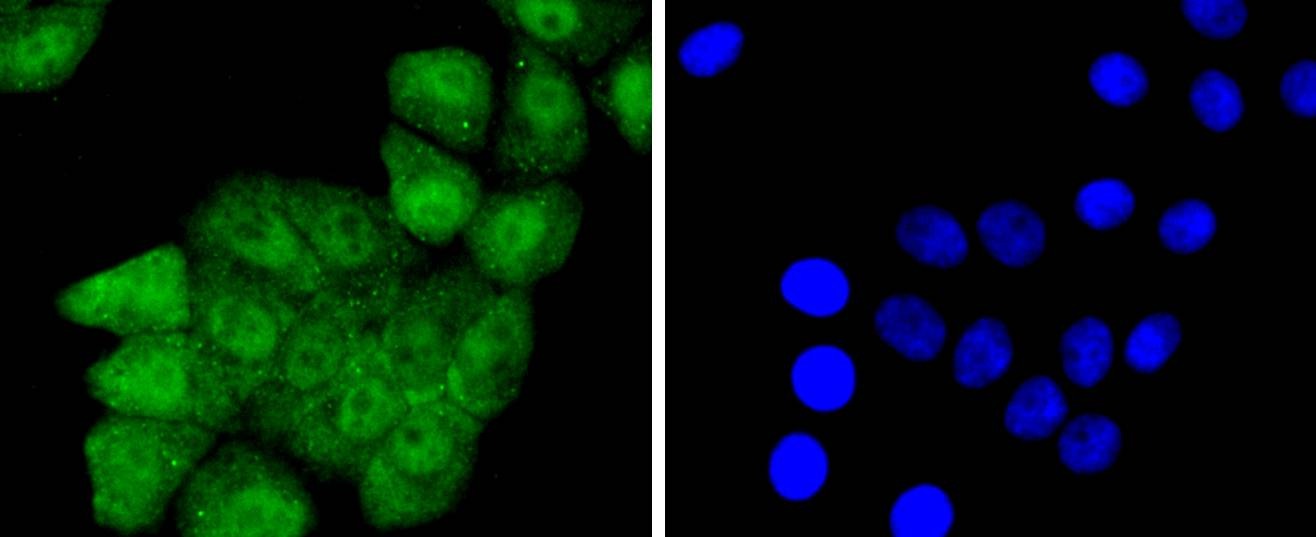 Anti-Phospho-JunD (Ser255) Antibody (2L794)