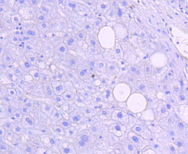 Anti-Phospho-JNK1/2/MAPK10 (Thr183/183/221) Antibody (7N200)