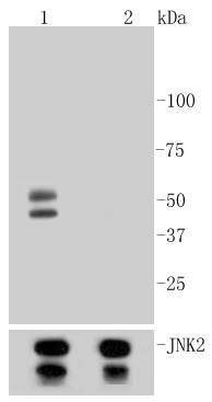 Anti-Phospho-JNK1/2/MAPK10 (Thr183/183/221) Antibody (7N200)