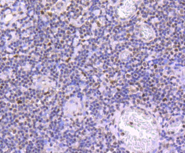 Anti-Phospho-JunD (Ser255) Antibody (2L794)