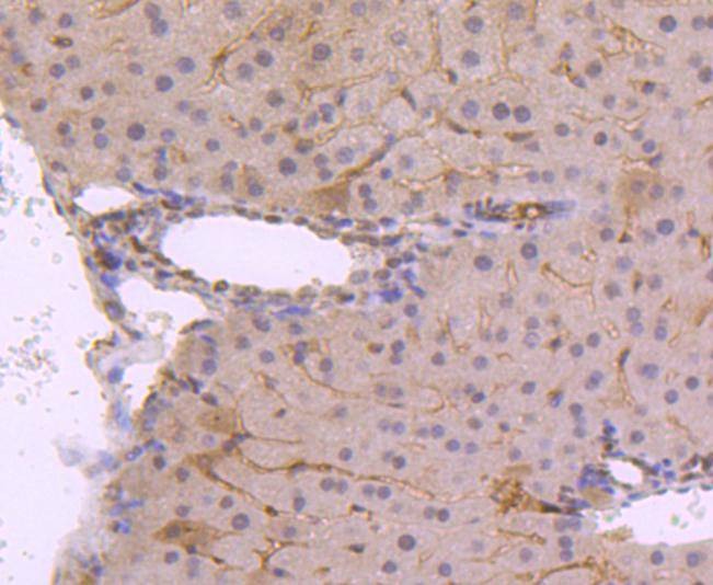 Anti-Phospho-JunD (Ser255) Antibody (2L794)
