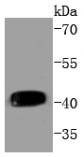 Anti-Phospho-MAP2K1 (Thr292) Antibody (3D596)