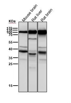 Anti-PSD93 Antibody (5I700)