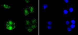 Anti-RELB Antibody (7J786)