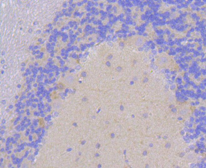 Anti-DLG4 Antibody (7K534)