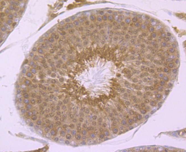 Anti-PSMA1 Antibody (8C777)
